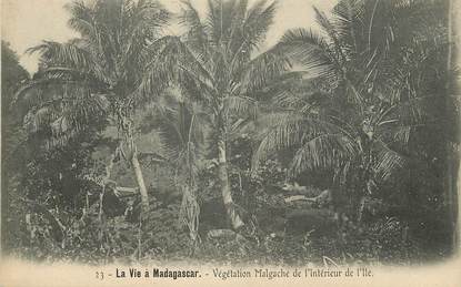  CPA MADAGASCAR "Végétation malgache"