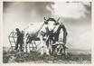 PHOTO ORIGINALE / THEME AGRICULTURE "Attelage de boeufs travaillant la terre"
