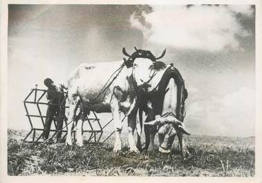 PHOTO ORIGINALE / THEME AGRICULTURE "Attelage de boeufs travaillant la terre"