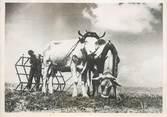 Theme PHOTO ORIGINALE / THEME AGRICULTURE "Attelage de boeufs travaillant la terre"