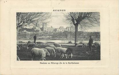 .CPA  FRANCE 84 " Avignon, Moutons au pâturage"