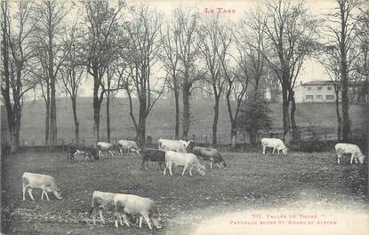 CPA FRANCE 81 "Vallée du Thoré, Pâturage entre St Amans et Albine ".