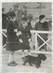 PHOTO ORIGINALE / THEME "Exposition canine"
