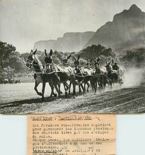 PHOTO ORIGINALE / AFRIQUE DU SUD "les fermiers sud africains avec leur attelage de mules, 1948"