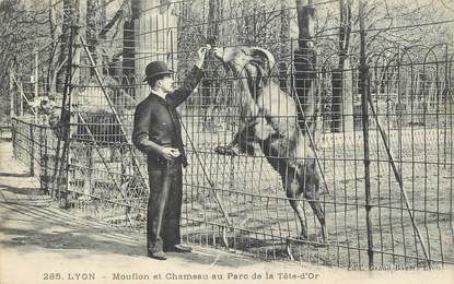 CPA FRANCE 69 "Lyon, Mouflon et chameau au Parc de la Tête d'Or".