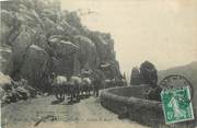 30 Gard CPA FRANCE 30 "Aigoual, Groupe de boeufs".
