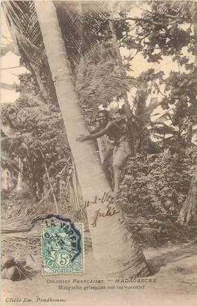CPA MADAGASCAR "Malgache grimpant sur un cocotier"