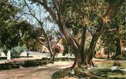 Algerie CPSM ALGERIE "Mostaganem, le jardin public"