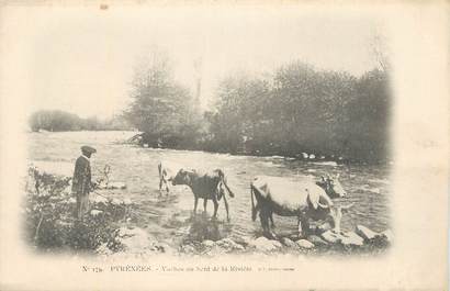 CPA FRANCE 65 " Les Pyrénées, Vaches au bord de la rivière".