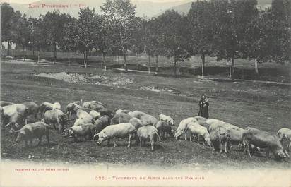 CPA FRANCE 65 " Les Pyrénées, Troupeaux de porcs dans les prairies".