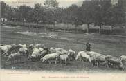 65 Haute PyrÉnÉe CPA FRANCE 65 " Les Pyrénées, Troupeaux de porcs dans les prairies".