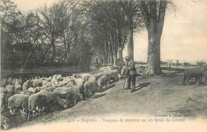 CPA FRANCE 83 " Brignoles, Troupeaux de moutons sur les bords du Caramy".