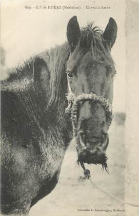 CPA FRANCE 56 " Ile de Houat, Cheval à Barbe".