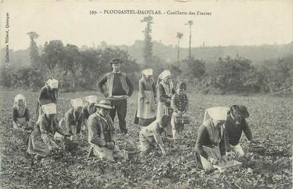 CPA FRANCE 29 " Plougastel - Daoulas, Cueillette des fraises".