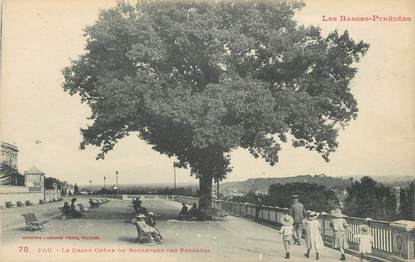 CPA FRANCE 64 " Pau, Le grand chêne du Boulevard des Pyrénées".
