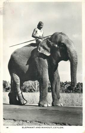 CPA SRI LANKA / CEYLAN "Eléphant"