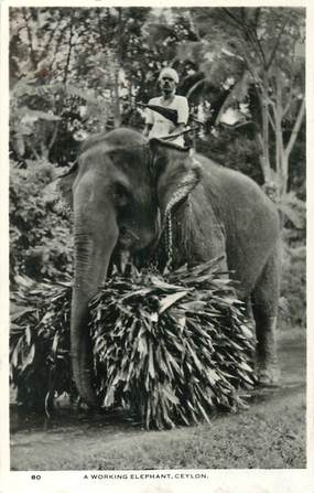 CPA SRI LANKA / CEYLAN "Eléphant"