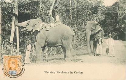 CPA SRI LANKA / CEYLAN "Eléphant"