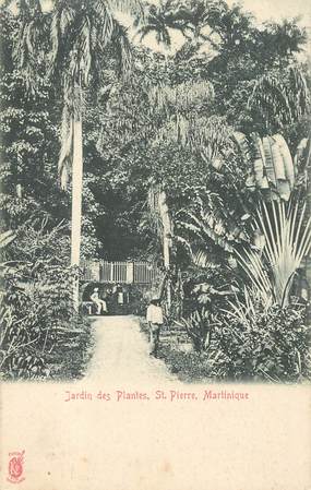 CPA MARTINIQUE "Jardin des Plantes, Saint Pierre"