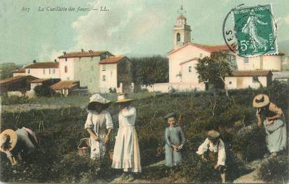 CPA FRANCE 06 "Grasse, La Cueillette des fleurs"