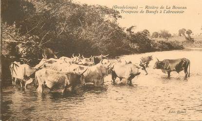 CPA GUADELOUPE "Rivière de la Boucan, Troupeau de boeufs à l'abreuvoir"