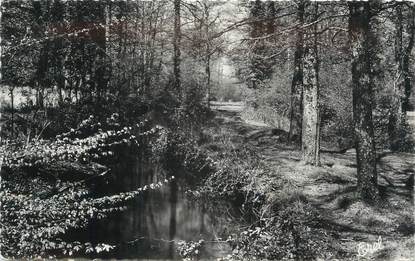 CPSM FRANCE 87 " Champagnac la Rivière, Les abords de la Tardoire"