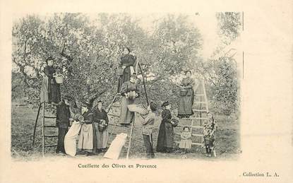 CPA FRANCE 13 "Cueillette des olives en Provence"