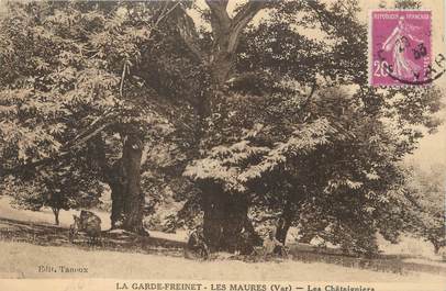 CPA FRANCE 83 "La Garde Freinet, Les châtaigniers"