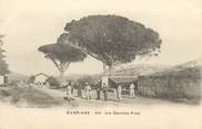 13 Bouch Du Rhone CPA FRANCE 13 "Le Camp de Carpiagne, Les Grands Pins"
