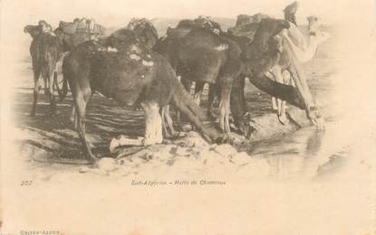 CPA ALGERIE "Halte de chameaux dans le Sud Algérien" / GEISER
