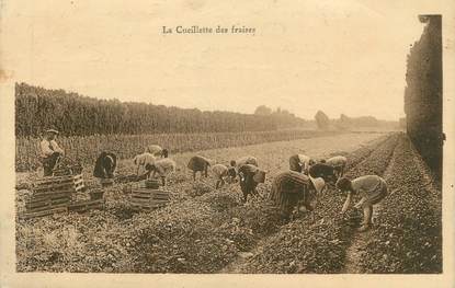 CPA FRANCE 84 " La cueillette des fraises"