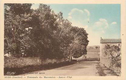 CPA FRANCE 84 " Murs, Promenade des Marronniers, Avenue d'Apt"