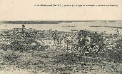 CPA FRANCE 44 " Quimiac en Mesquer, Plage de Lanséria, récolte du Goémon"
