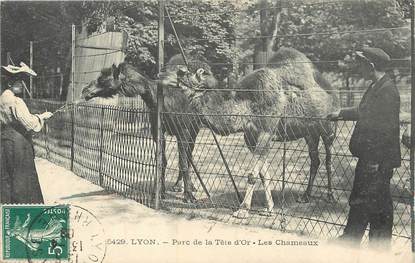 / CPA FRANCE 69 "Lyon Parc de la tête d'Or, les chameaux"