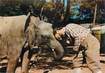 CPSM FRANCE 72 " La Flèche Parc Zoologique du Tertre Rouge, Jacques Bouillault et son éléphante Africaine Dinga"