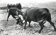 CPSM FRANCE 73 "Le Col de Balme, Combat de vaches"