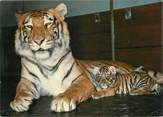 Animaux CPSM "Tigres"