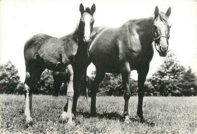 CPSM " Chevaux, Trotteur Américain" / PORT PAYE