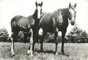 Animaux CPSM " Chevaux, Trotteur Américain" / PORT PAYE