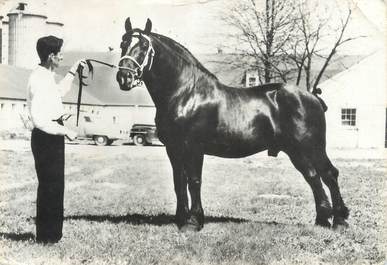 CPSM " Chevaux, Percheron Américain Noir'/ PORT PAYE