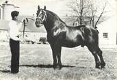 Animaux CPSM " Chevaux, Percheron Américain Noir'/ PORT PAYE