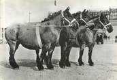 Animaux CPSM " Chevaux, Auxois"'/ PORT PAYE