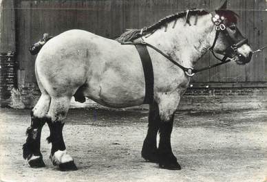 CPSM " Chevaux, Ardennais"'/ PORT PAYE