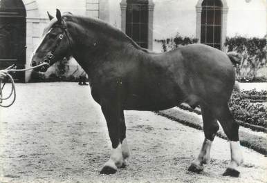 CPSM " Cheval de trait Breton" / PORT PAYE