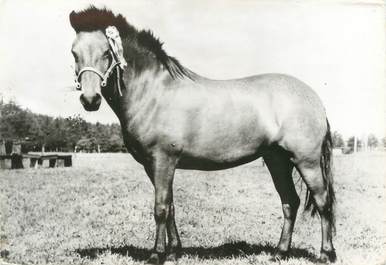 CPSM " Poney Upslander" / PORT PAYE