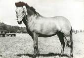 Animaux CPSM " Poney Upslander" / PORT PAYE