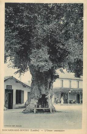 / CPA FRANCE 40 "Biscarosse Bourg, l'Orme centenaire"