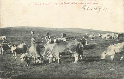 CPA FRANCE 73 "Les Bauges, Le Semnoz, Les vaches au patûrage"