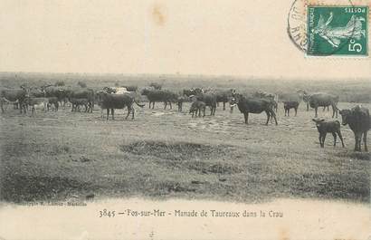 CPA FRANCE 13 " Fos sur Mer, Manade de Taureaux dans la Crau"