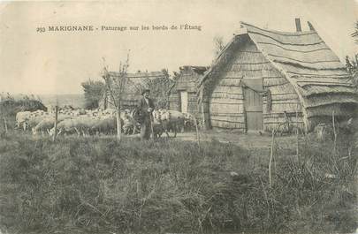 CPA FRANCE 13 " Marignane, Pâturage sur les bords de l'étang"